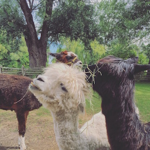 ovrsee-farmstay-alpaca ovrsee-farmstay-alpaca-image
