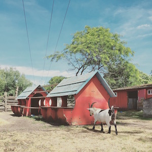 ovrsee-farmstay-goat ovrsee-farmstay-goat-image